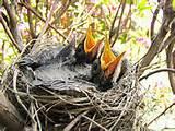 Feeding Baby Bird Images