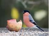 Pictures of Bird Feeder Crafts For Kids Pictures of Bird Feeder Crafts For Kids