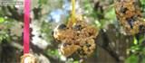 Bird Feeders For Kids Pictures Bird Feeders For Kids Pictures