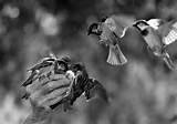 Hand Feeding Birds Pictures