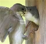 Photos of Feeding A Baby Bird