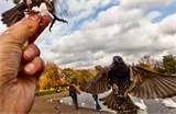 Hand Feeding Birds Photos