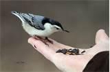 Hand Feeding Birds Images