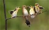 Images of Feeding A Baby Bird Images of Feeding A Baby Bird