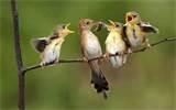 Images of Feeding A Baby Bird