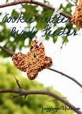 Pictures of Bird Feeders For Kids Pictures of Bird Feeders For Kids