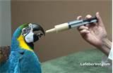 Hand Feeding Birds Images Hand Feeding Birds Images