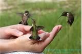Hand Feeding Birds Pictures