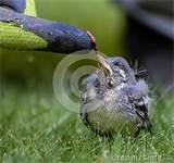 Photos of Feeding A Baby Bird Photos of Feeding A Baby Bird