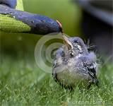 Photos of Feeding A Baby Bird