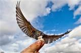 Images of Hand Feeding Birds