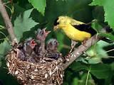 Images of Feeding A Baby Bird