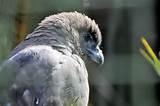 Images of Hand Feeding Birds