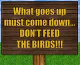 Birds Feed Images