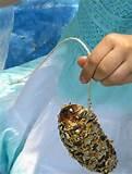 Pictures of How To Make A Bird Feeder Pictures of How To Make A Bird Feeder