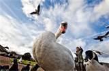 Hand Feeding Birds Pictures