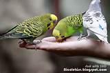 Photos of Hand Feeding Birds
