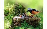 Photos of Feeding A Baby Bird