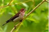 Bird Feeders For Kids Photos