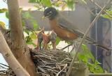 Images of Feeding A Baby Bird