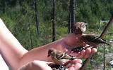 Hand Feeding Birds Photos