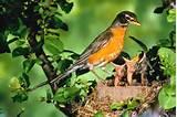 Backyard Bird Feeding Pictures