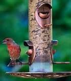 Wild Bird Feeding Images Wild Bird Feeding Images