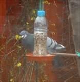 Make Your Own Bird Feeder Images Make Your Own Bird Feeder Images