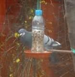 Make Your Own Bird Feeder Images