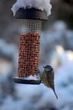 Wild Bird Feeding Photos