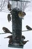 Make Your Own Bird Feeder Images