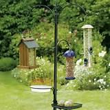 Wild Bird Feeding Photos Wild Bird Feeding Photos