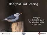Backyard Bird Feeding Photos Backyard Bird Feeding Photos