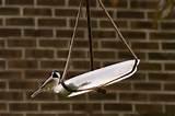 Images of Make Your Own Bird Feeder Images of Make Your Own Bird Feeder