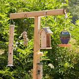 Photos of Wild Bird Feeding Photos of Wild Bird Feeding
