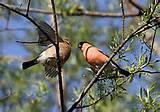 Wild Bird Feeding Photos