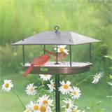 Backyard Bird Feeding Photos Backyard Bird Feeding Photos