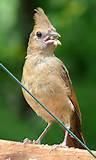 Backyard Bird Feeding Backyard Bird Feeding