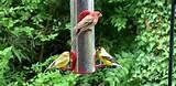 Photos of Wild Bird Feeding