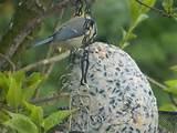 Pictures of Wild Bird Feeding