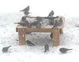 Photos of Wild Bird Feeding Photos of Wild Bird Feeding