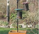 Photos of Backyard Bird Feeding Photos of Backyard Bird Feeding