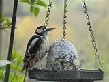 Images of Wild Bird Feeding