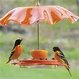 Images of Make A Bird Feeder Images of Make A Bird Feeder