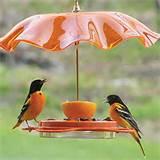 Images of Make A Bird Feeder