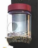 Make A Bird Feeder Pictures Make A Bird Feeder Pictures