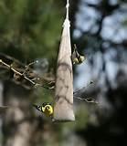 Pictures of Make Your Own Bird Feeder