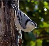 Backyard Bird Feeding Photos