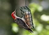 Images of Wild Bird Feeding