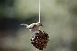 Peanut Butter Bird Feeder Pictures